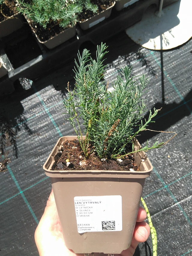 Flax vytrvalý - 2. 7. 2025