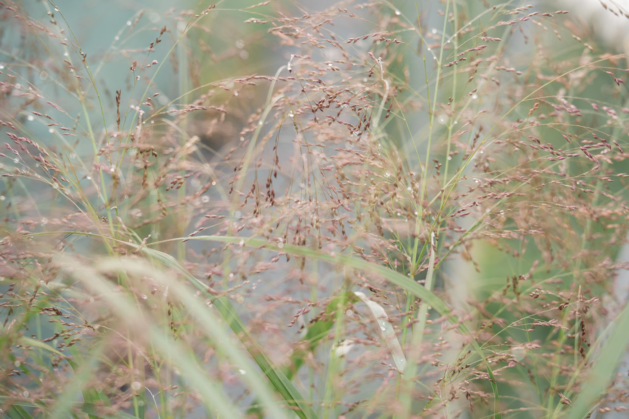 Vesszős köles Squaw, Loukykvět