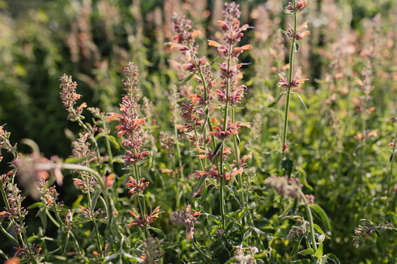 Agastache Kolibri, Loukykvět