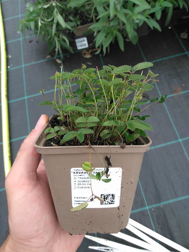 Verikurjenpolvi Tanna - 21. 7. 2025