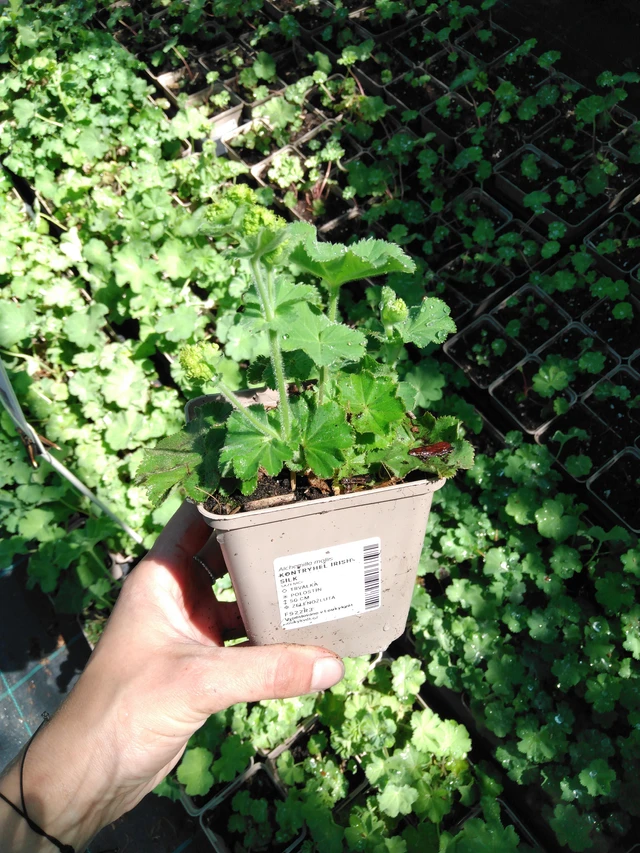 Kontryhel Irish Silk - 2024