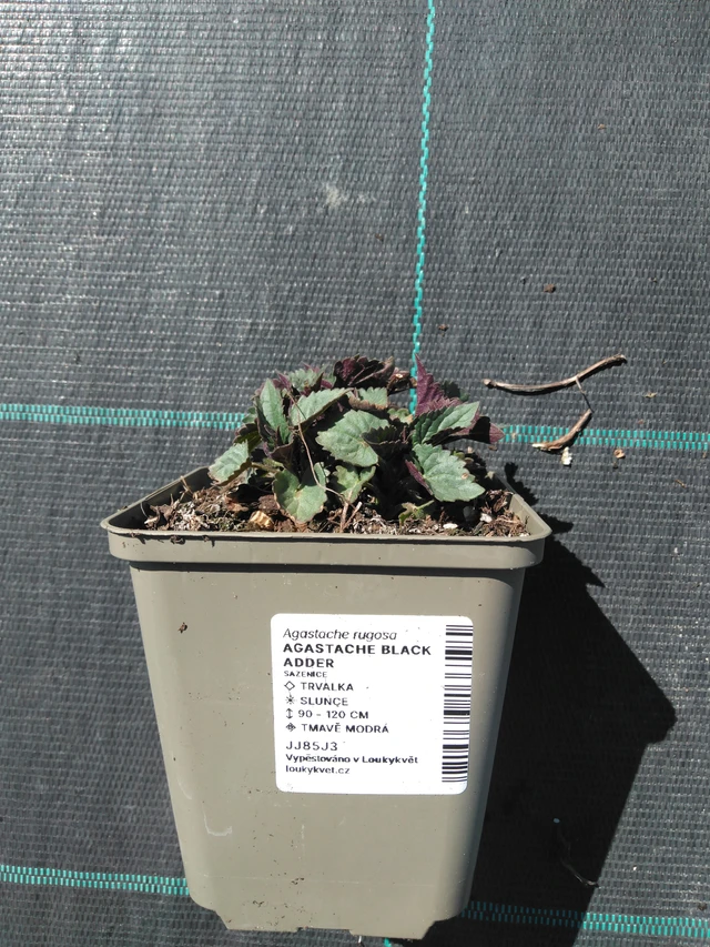 Iisoppi Black Adder - 3. 4. 2025