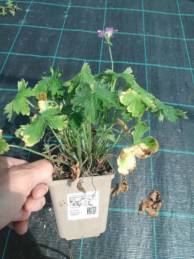 Kakost Rose Claire - 24. 6. 2025