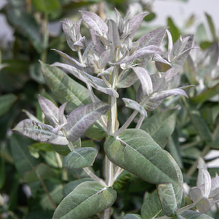 Eukalyptus StyX, Loukykvět