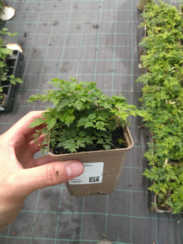 Udatna Bronze - 25. 7. 2025