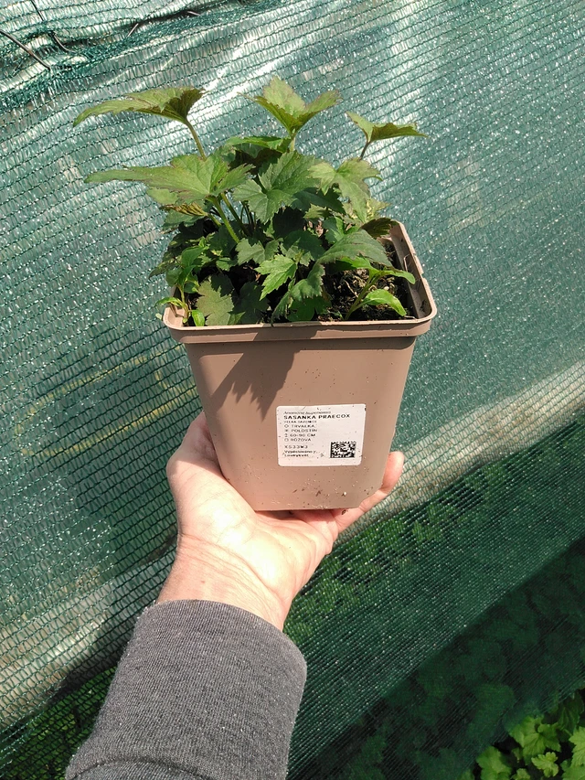 Sasanka Praecox - 9. 6. 2025