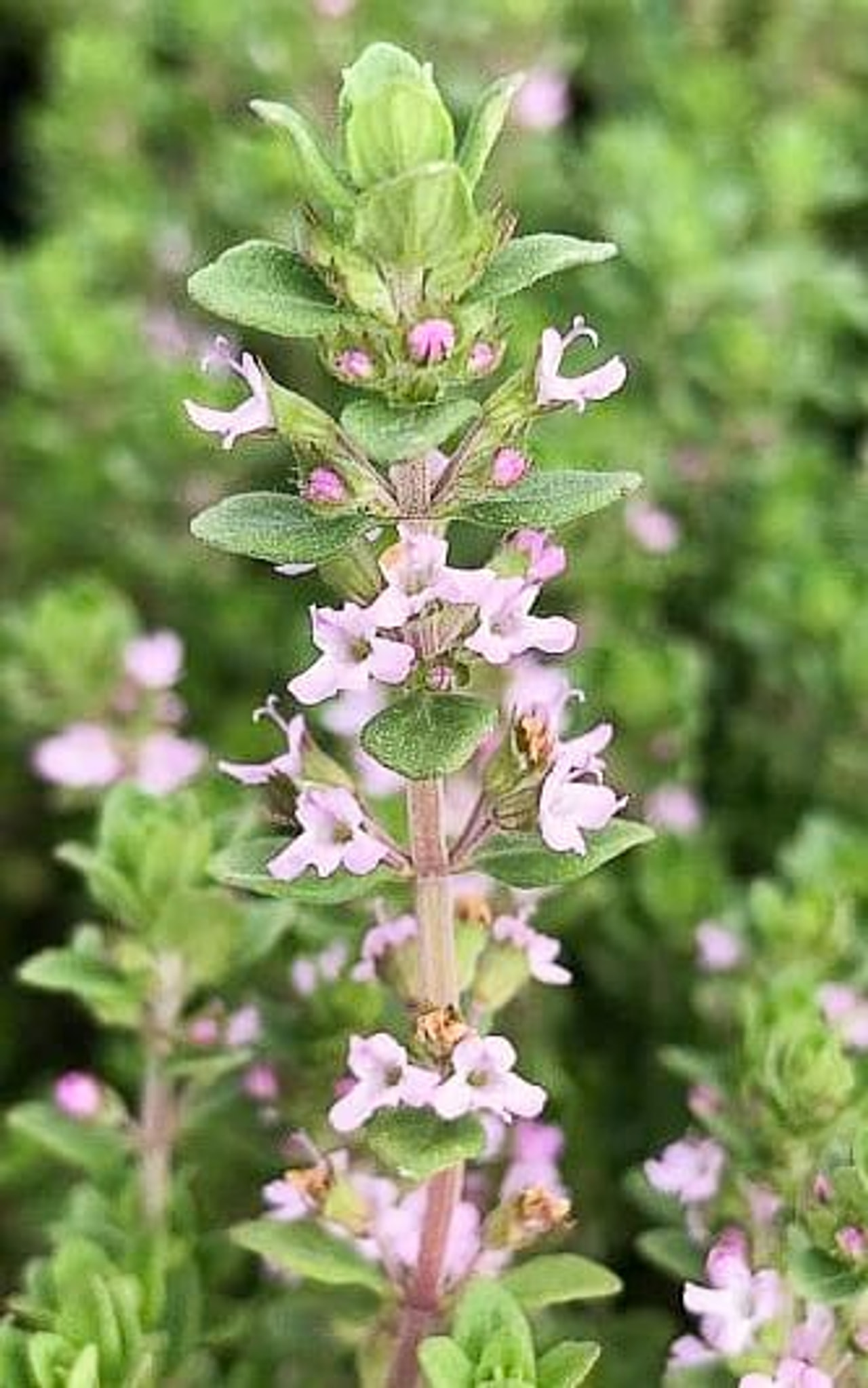 Tymián obecný růžový , Loukykvět