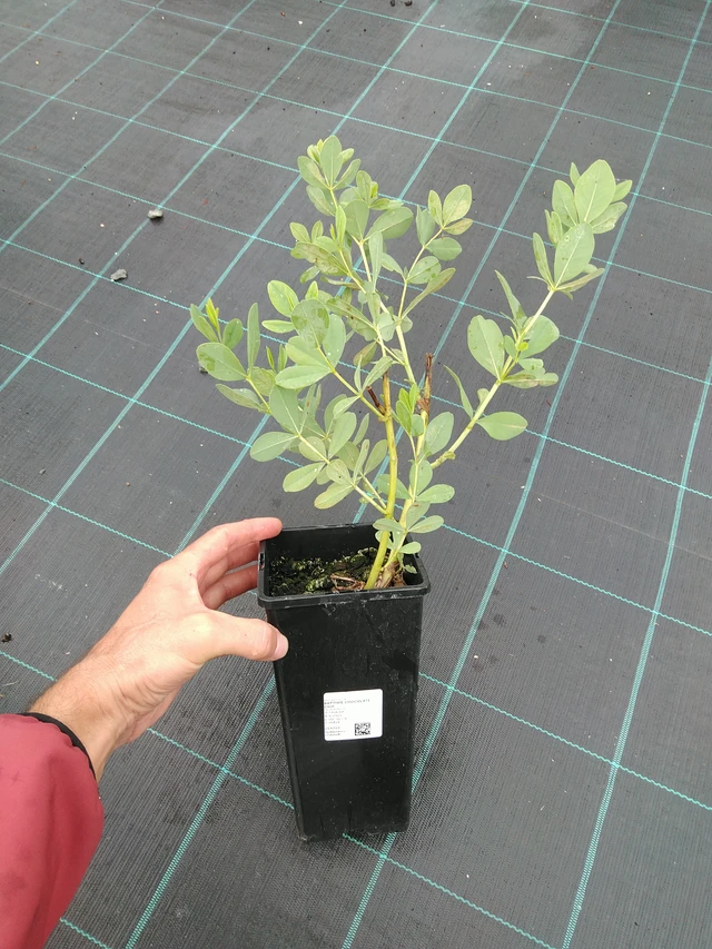 Pensasväriherne Chocolate Chip - 28. 7. 2025