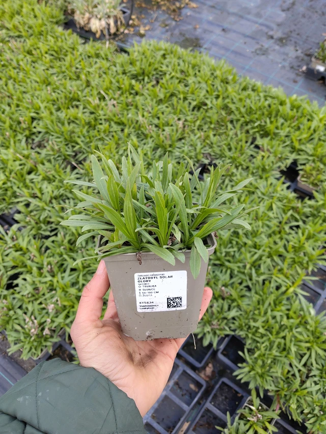 Zlatobýl Solar Glory - 21. 4. 2026