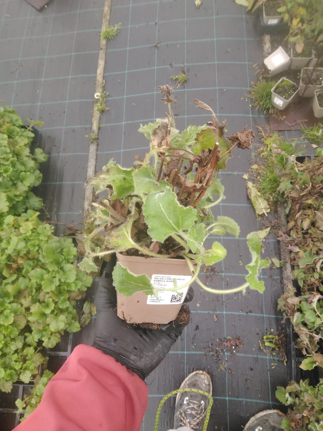 Pyökkisalvia Purple Rain - 23. 10. 2025