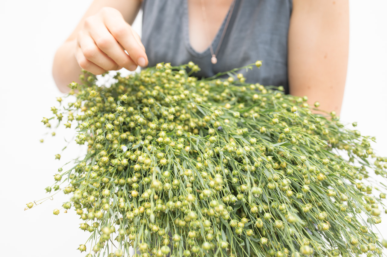 Len setý Sky Blue, Loukykvět