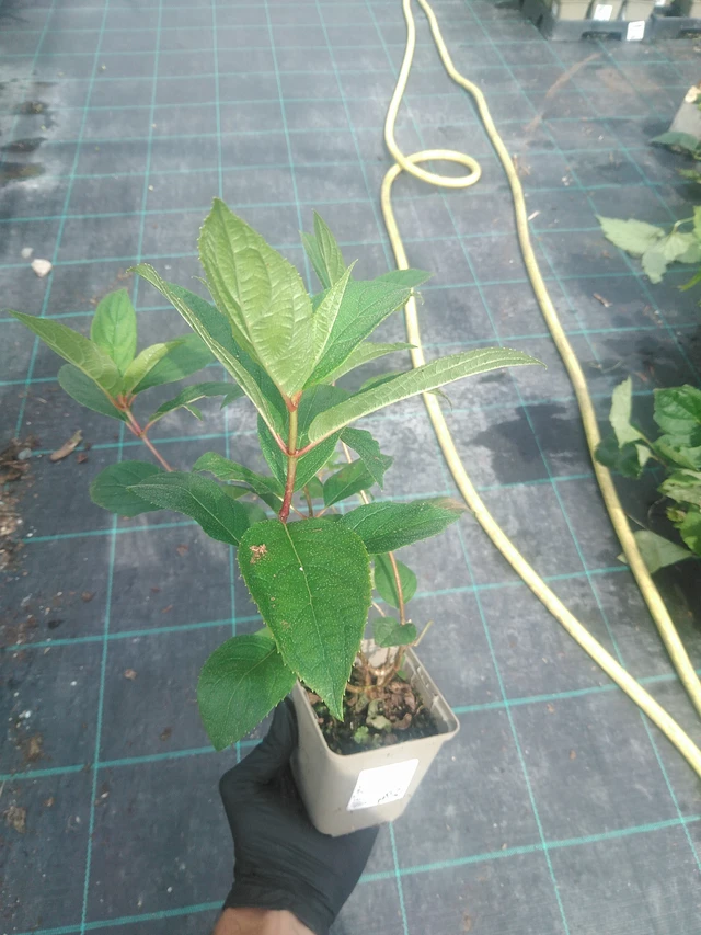 Hortensia Pink Diamond - 10. 9. 2025