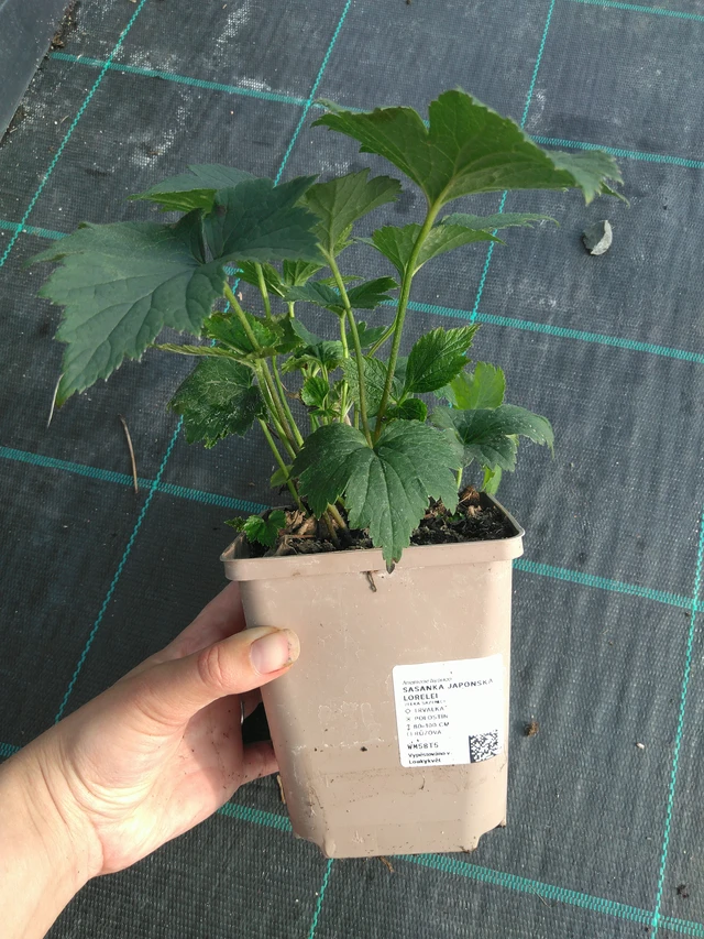 Sasanka japonská Lorelei - 11. 7. 2025