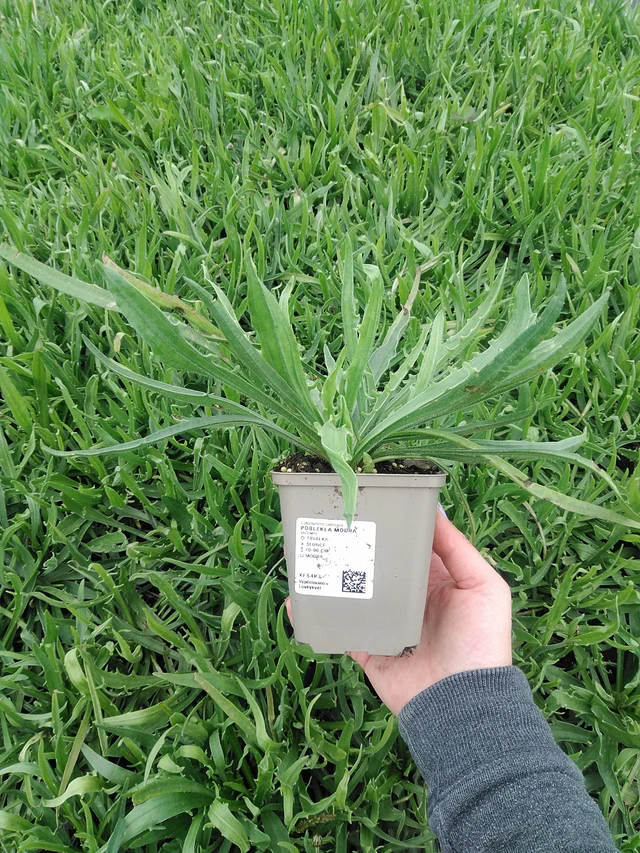 Poblekla modrá - 9. 6. 2025