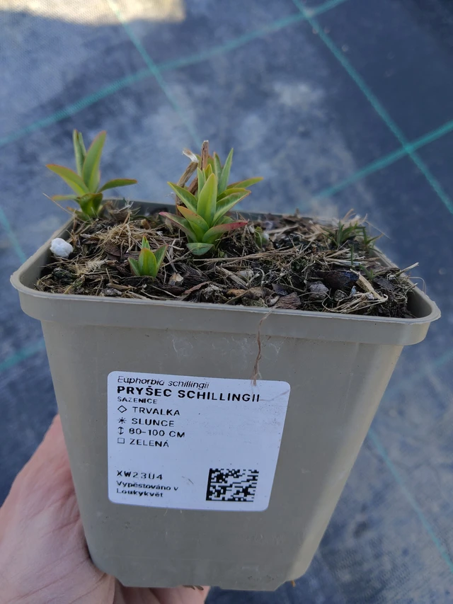 Pryšec schillingii - 27. 3. 2026