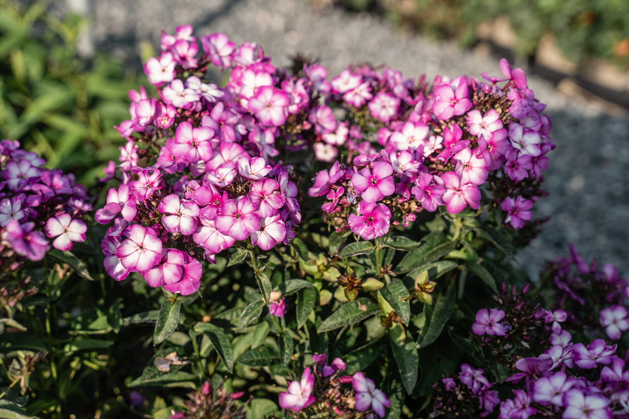 Flammenblume Sweet Summer Fantasy, Loukykvět