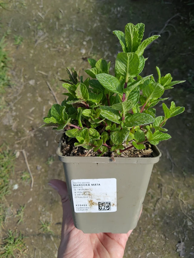 Marokkói menta - 27. 3. 2026