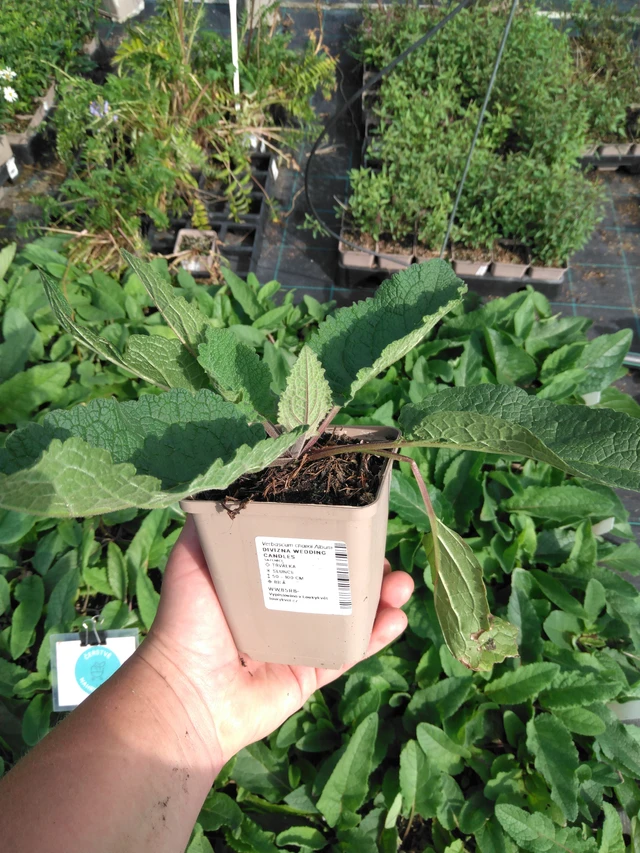 Verbasco Wedding Candles - 2024