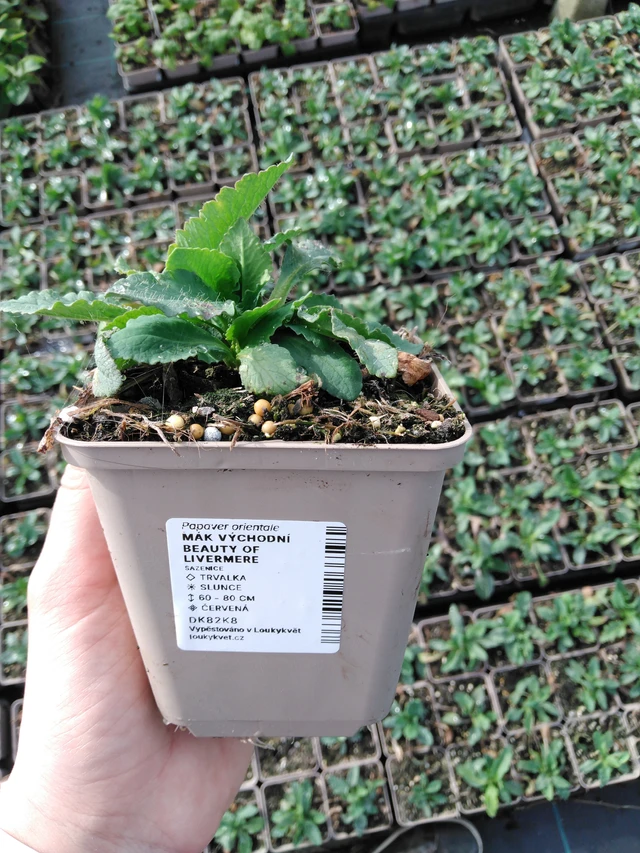 Idänunikko Beauty of Livermere - 2024