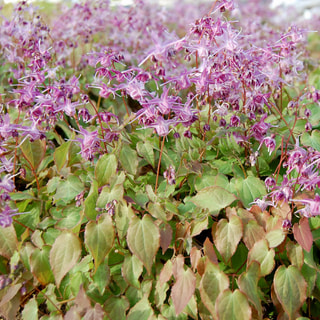 Škornice Lilac Bicolor, Loukykvět