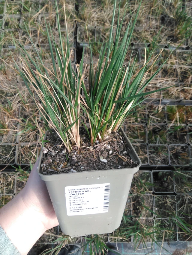 Třtina Karl Förster - 3. 4. 2025