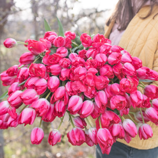 Tulipán Up Pink, Loukykvět