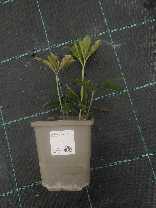 Čemeřice mix barev - 10. 10. 2025