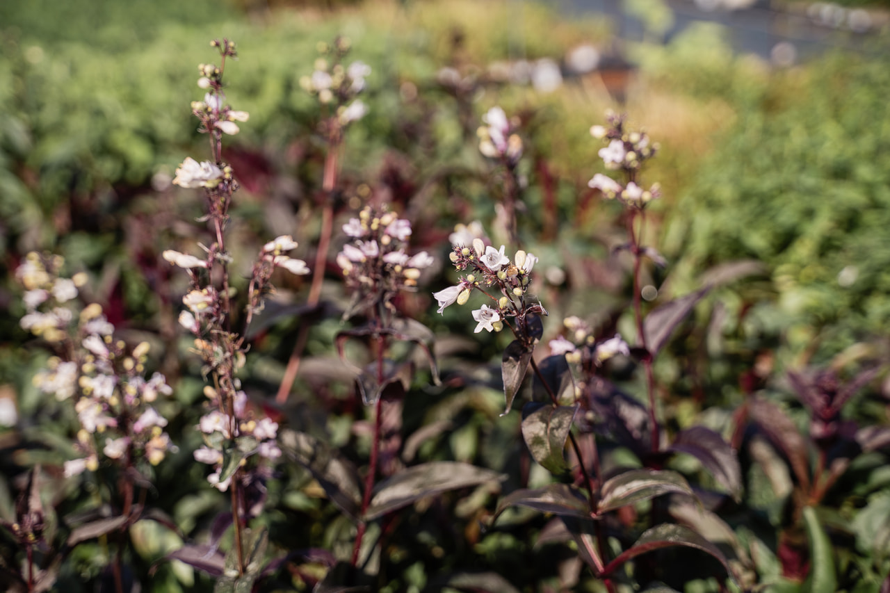 Dračík Husker Red, Loukykvět