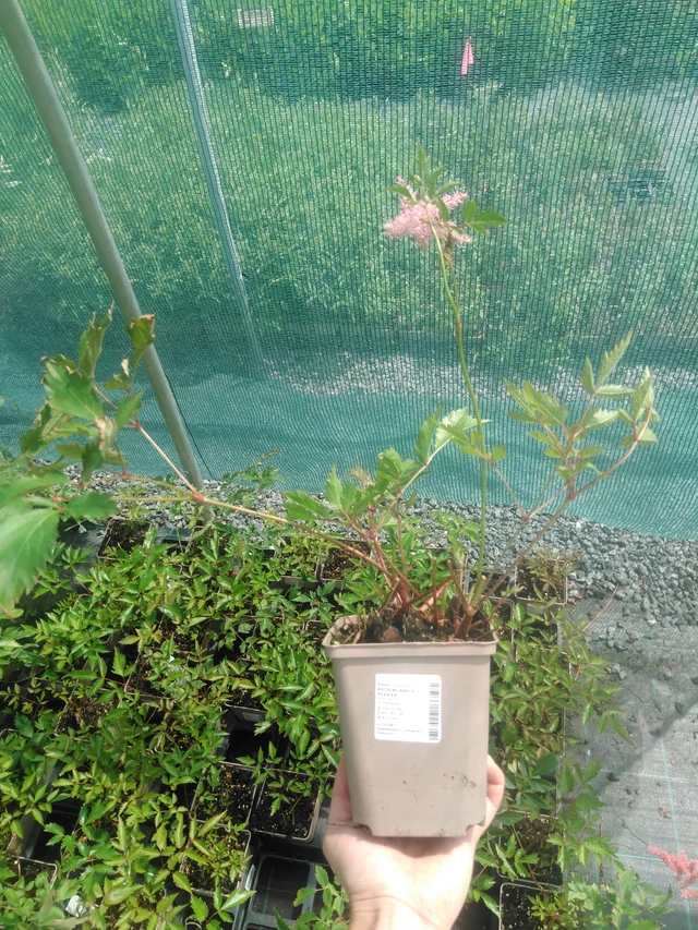 Astilbe Anita Pfeifer - 2024