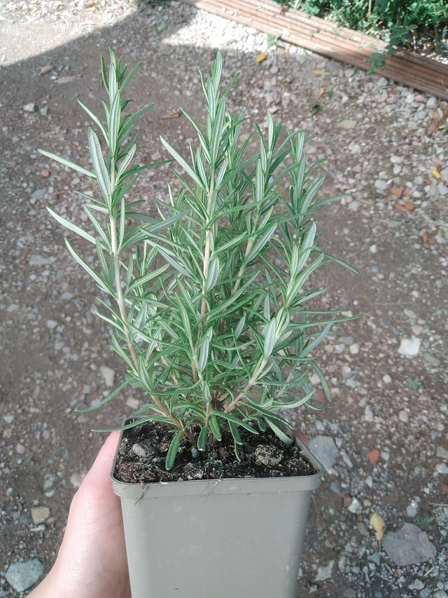 Rozmarýn Barbecue - 17. 7. 2025