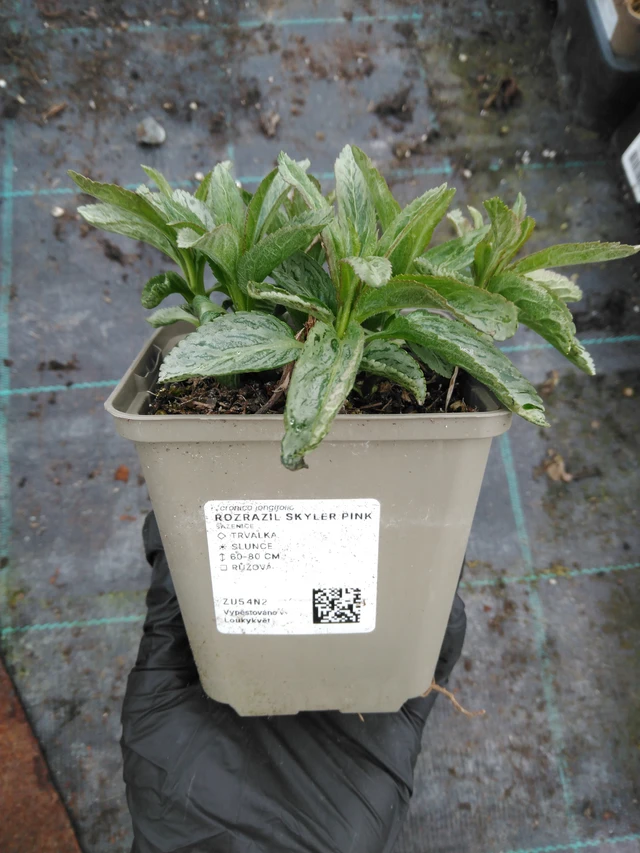 Veronika Skyler Pink - 1. 4. 2026