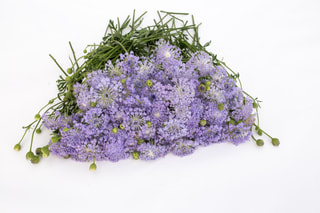 Didiscus Lavender Blue, Loukykvět