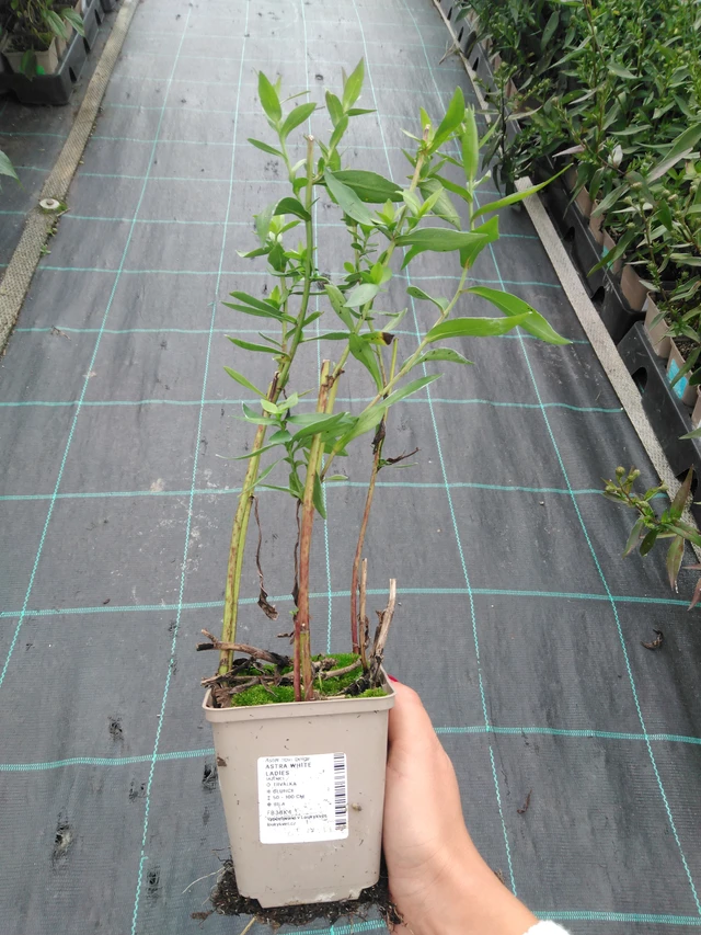 Astra White Ladies - 11. 9. 2025