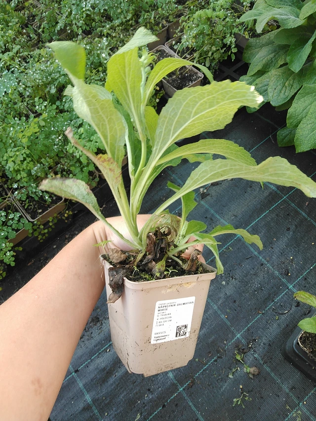 Náprstník Dalmatian White - 19. 8. 2025