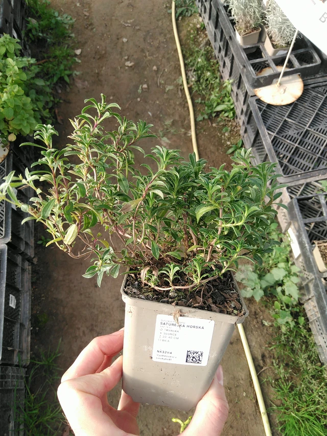 Saturejka horská - 31. 10. 2025