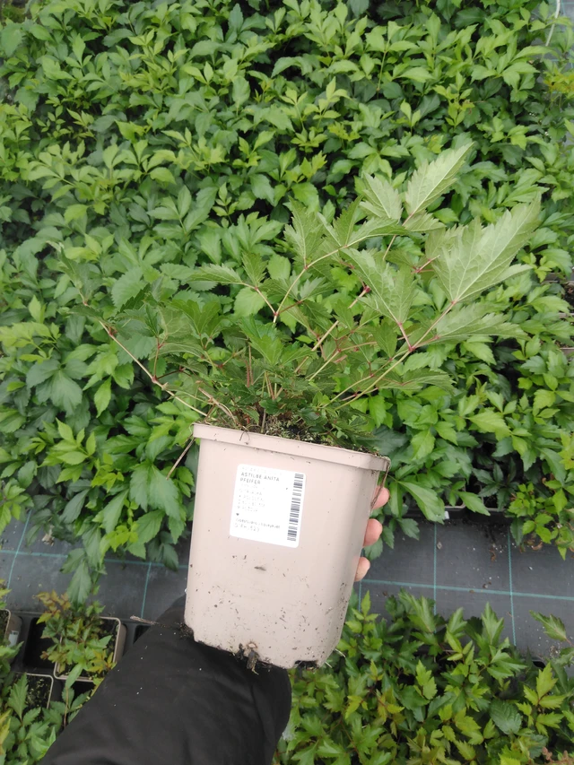 Astilbe Anita Pfeifer - 2024