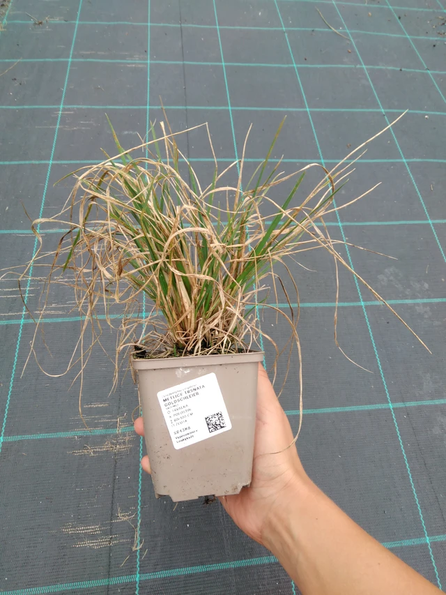 Metlice trsnatá Goldschleier - 10. 9. 2025