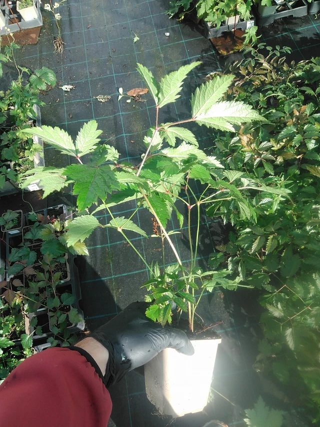 Astilbe Cattleya - 13. 10. 2025