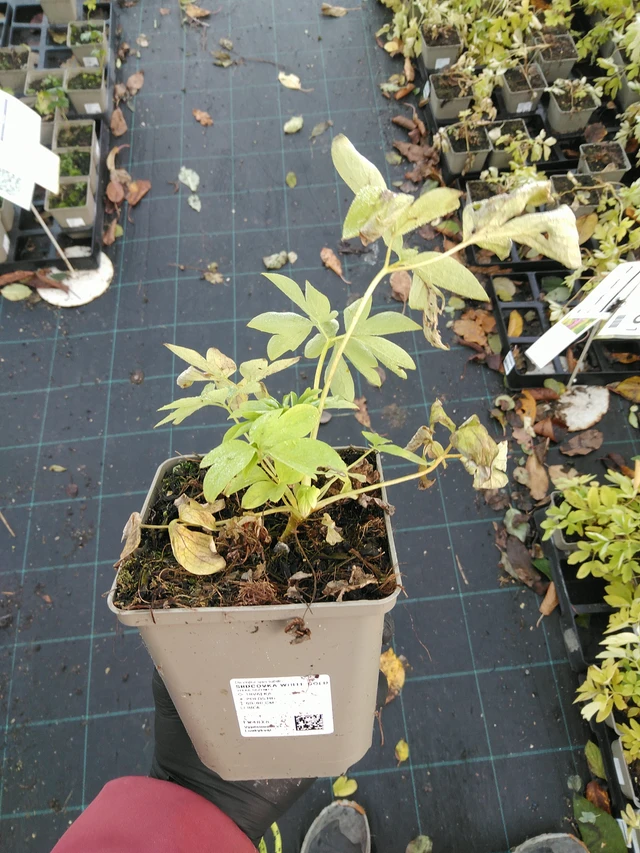 Srdcovka White Gold - 31. 10. 2025