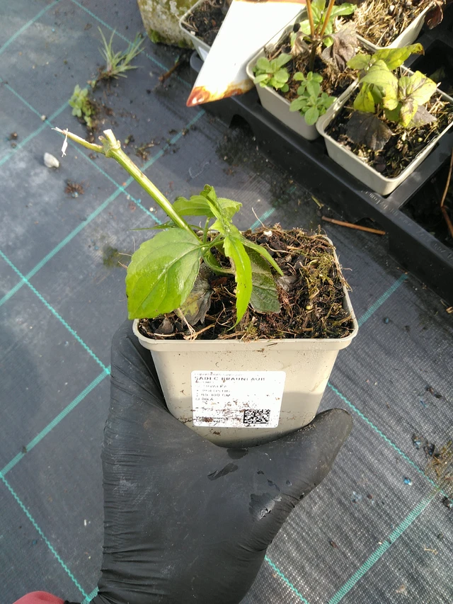 Sadec Braunlaub - 31. 10. 2025