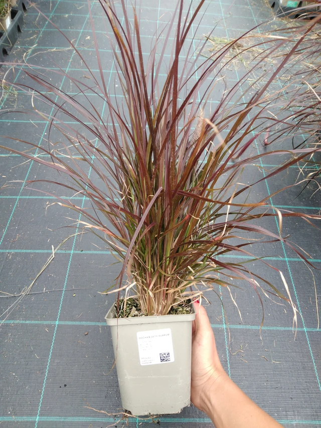 Dochan setý Rubrum - 10. 9. 2025