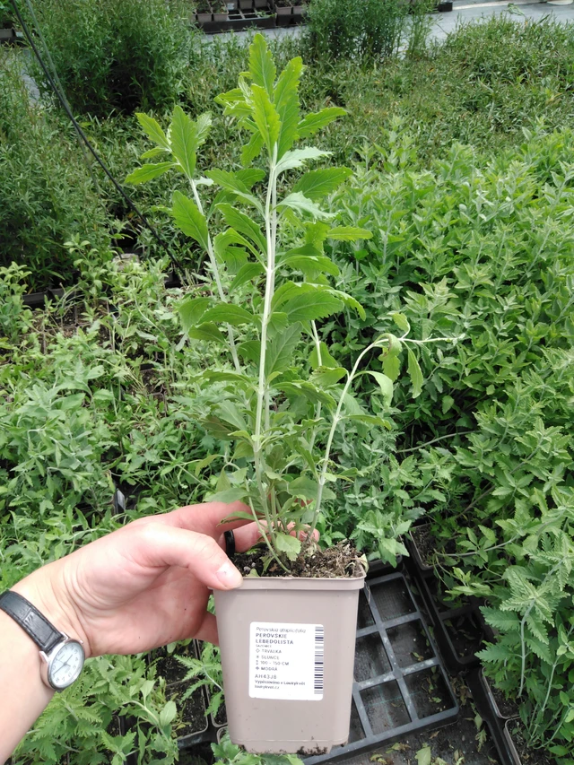 Perovskie lebedolistá - 2024