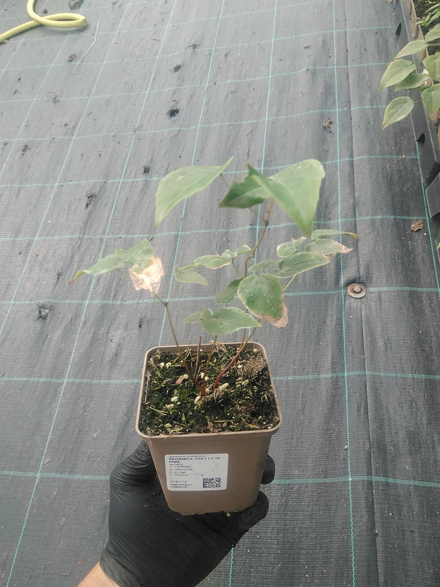 Epimedium Pretty in Pink - 10. 9. 2025