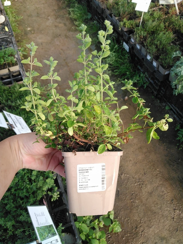 Dobromysl Supreme - 19. 8. 2025