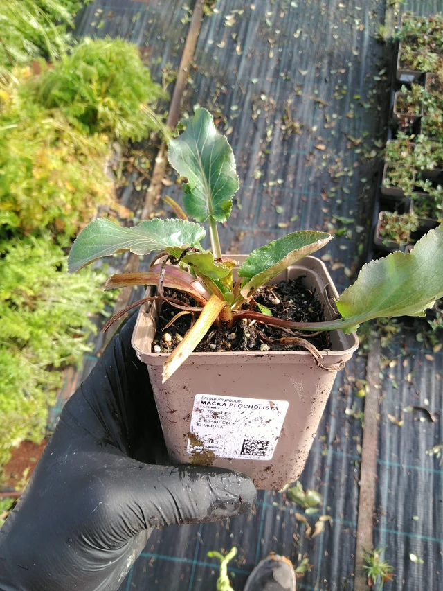 Panicaut plan - 31. 10. 2025