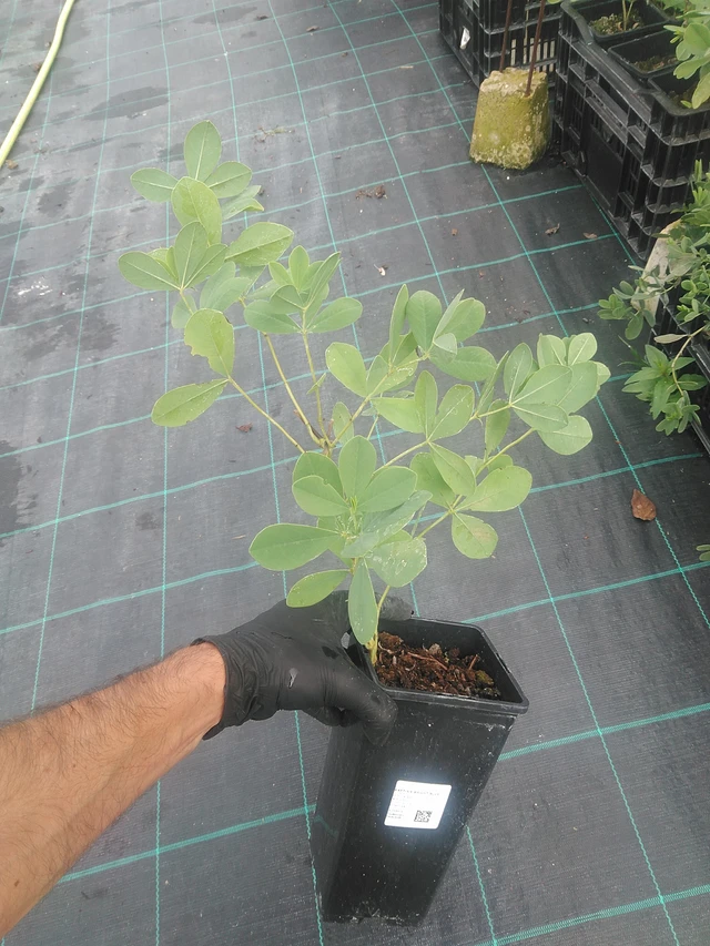 Pensasväriherne Bright Blue - 10. 9. 2025