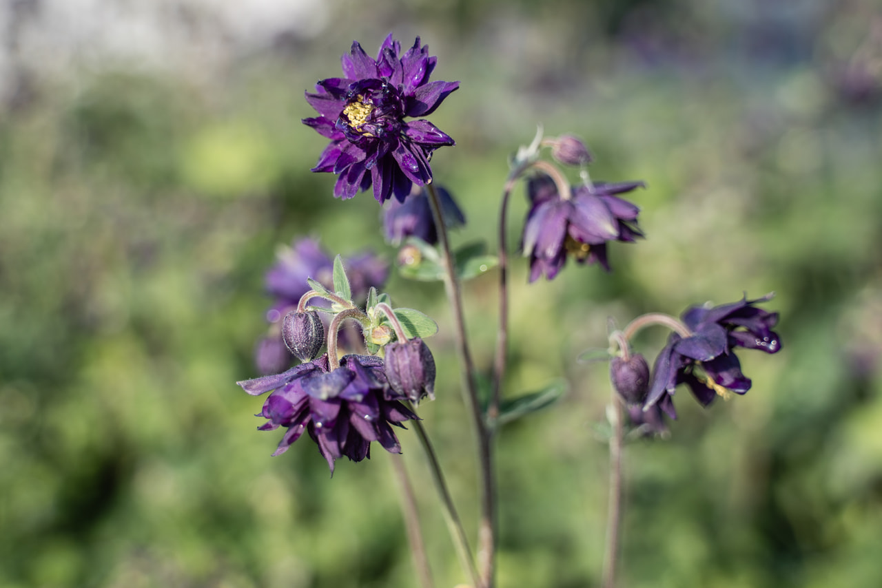 Orlíček Blue Barlow, Loukykvět