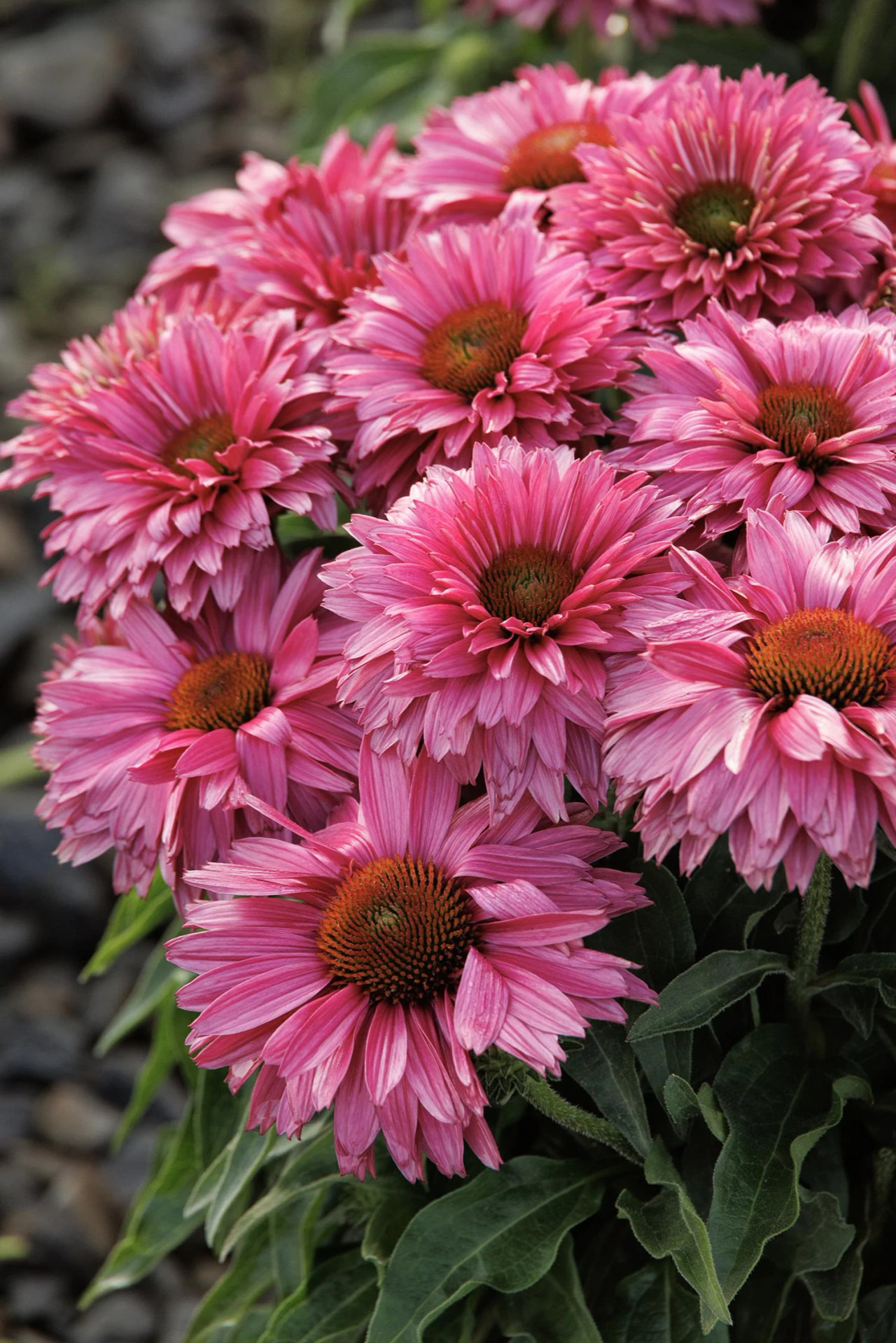 Echinacea SunSeekers Sweet Fuchsia, Loukykvět