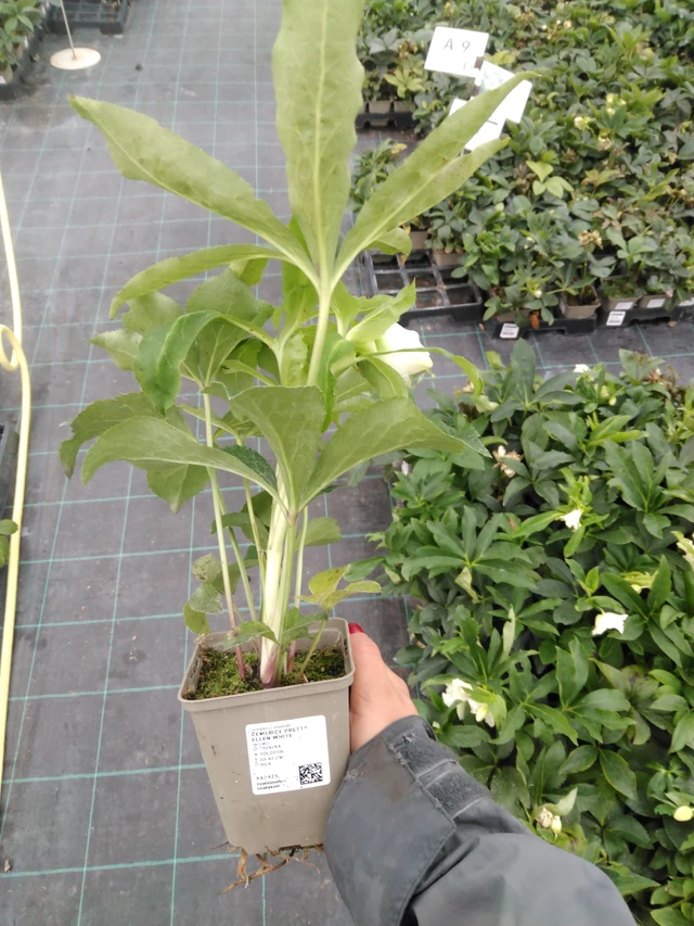 Eléboro Pretty Ellen White - 10. 9. 2025