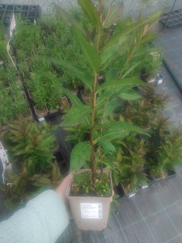 Phlox Sweet Summer Compact Lilac with Eye - 2024